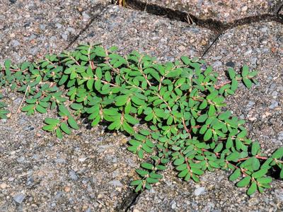 Spotted Spurge