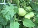 green tomatoes on vine. Image taken by author
