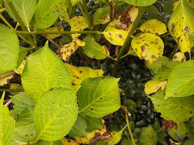 bacterial leaf spot on hydrangea