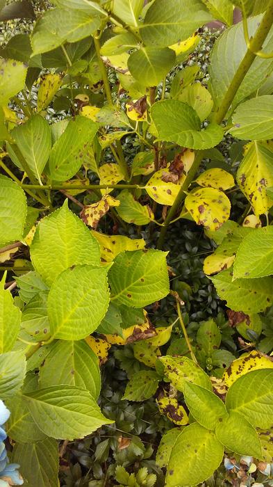 bacterial leaf spot on hydrangea