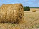 hay