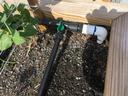 Dripline in raised bed garden