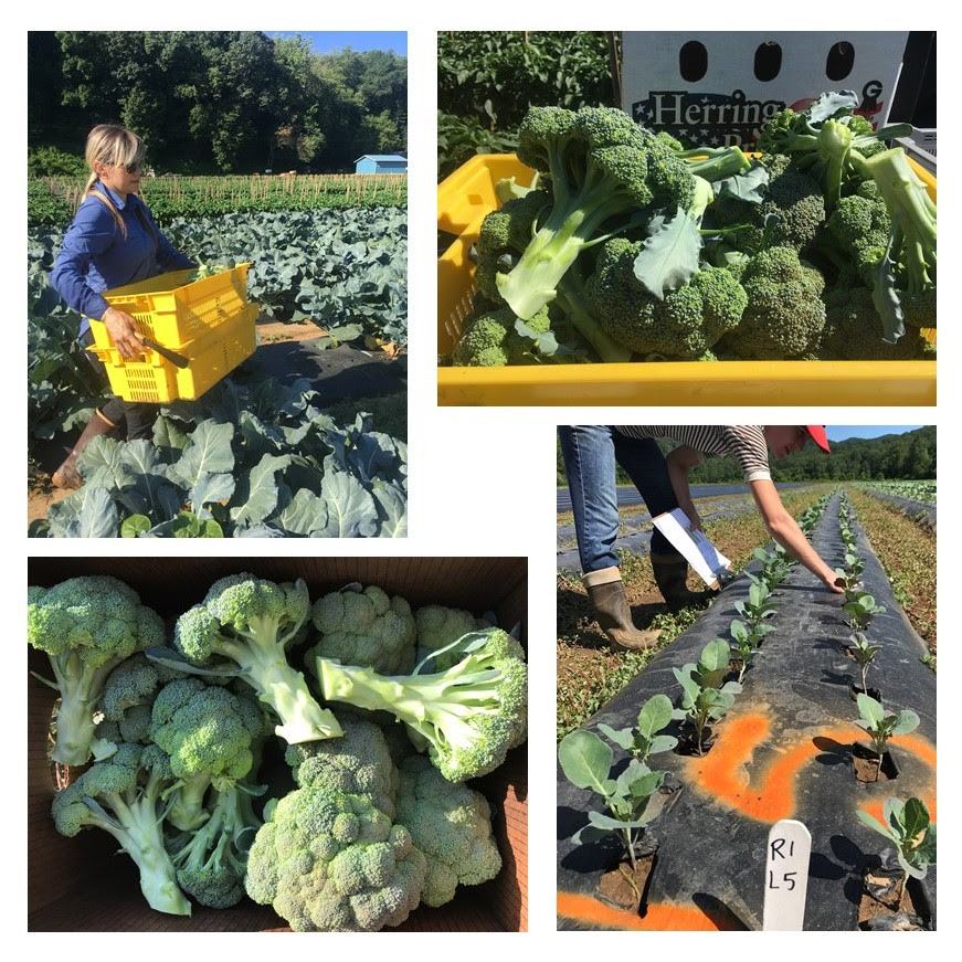 2019 on-farm broccoli yield trials