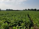 Soybean field with rows extending toward distant tree line and farmhouse
