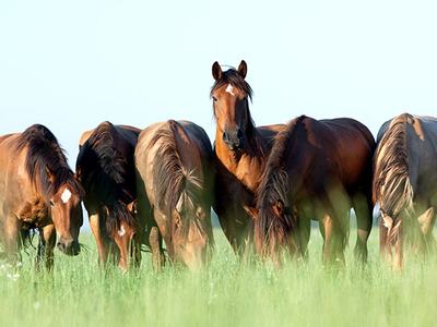 Six brown horses grazing in a green field, one horse standing and facing the camera.