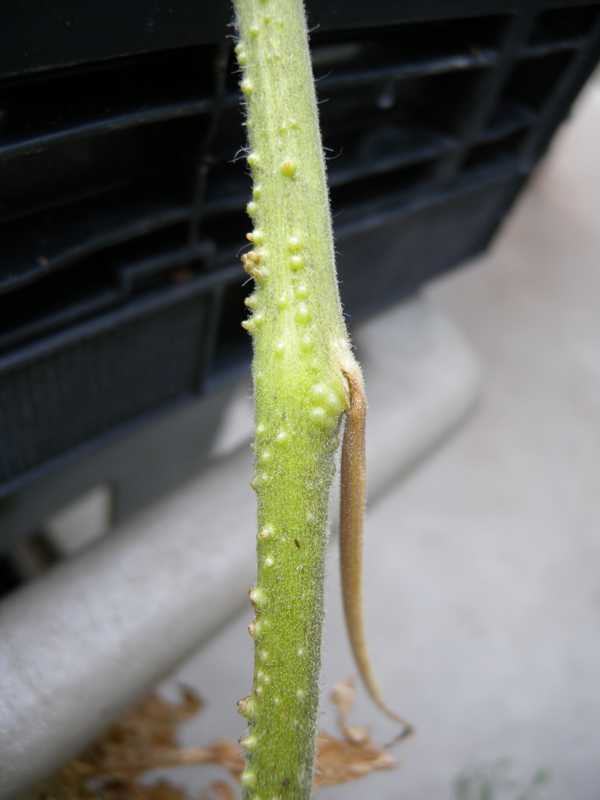 Adventitious roots look like small, white bumps on stem.