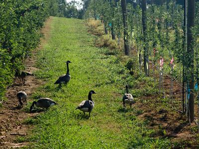 Canada geese in apple orchard