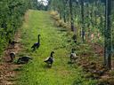 Canada geese in apple orchard