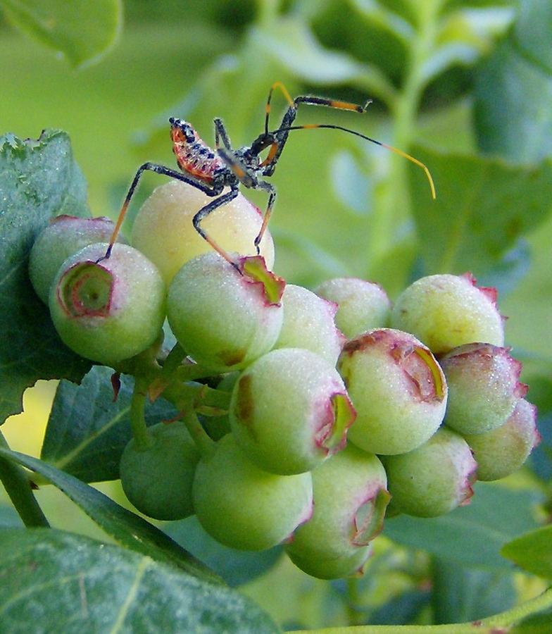 Assassin bug