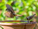 One bird perched on a birdbath rim while another bird flies close to the water surface