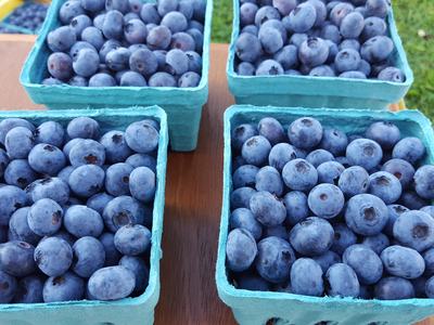 Four blue paperboard baskets filled with blueberries on a wooden table