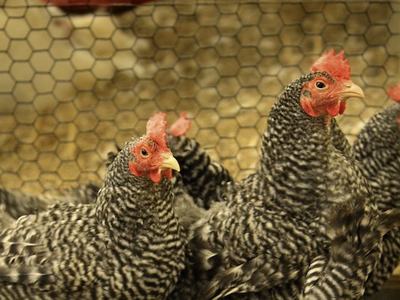 Prestage Dept. of Poultry Science chickens.