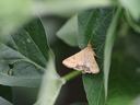 Beige moth resting on a green leaf among foliage