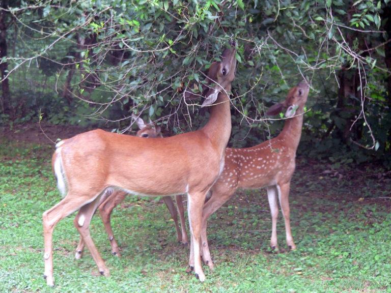 Deer grazing on tree 