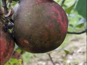 Flyspeck and Sooty Blotch on Apple