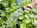 Hand holding yellow hose nozzle spraying water onto garden plants
