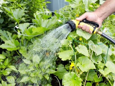 Hand holding yellow hose nozzle spraying water onto garden plants