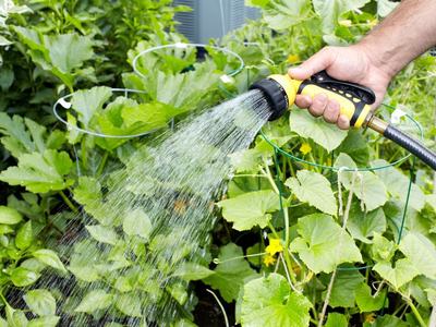 person using a hand held sprinkler to water a vegetable garden. close up on hand and plants
