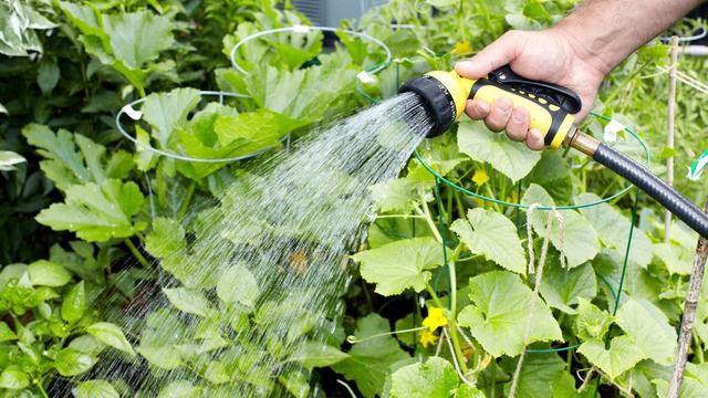 person using a hand held sprinkler to water a vegetable garden. close up on hand and plants