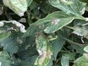 Late blight on tomato leaves