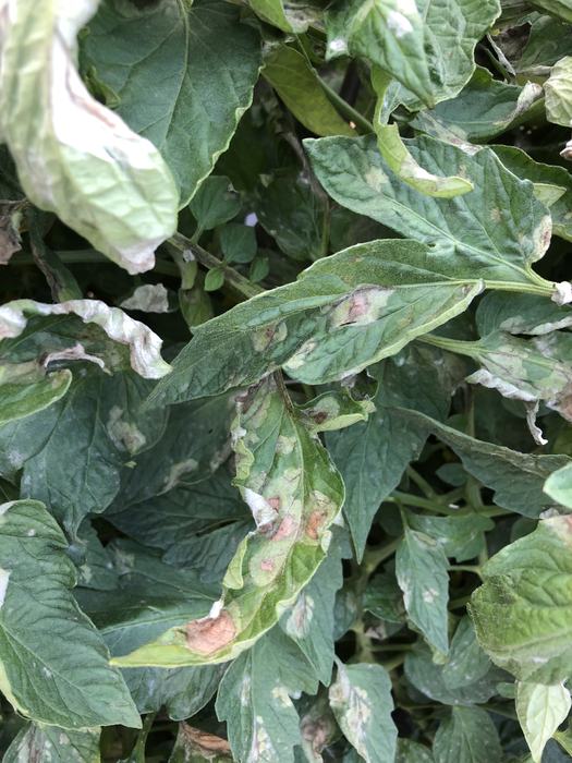 Late blight on tomato leaves