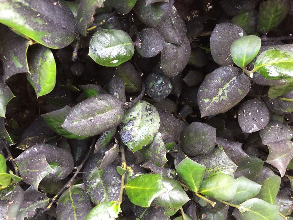 sooty mold on holly