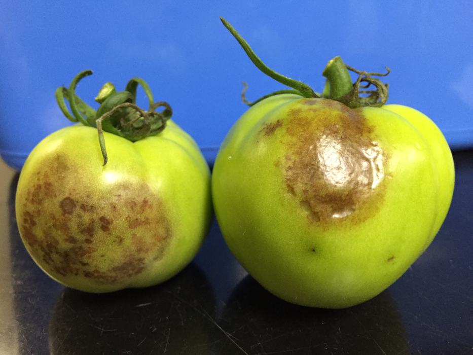 Late blight on tomato fruit