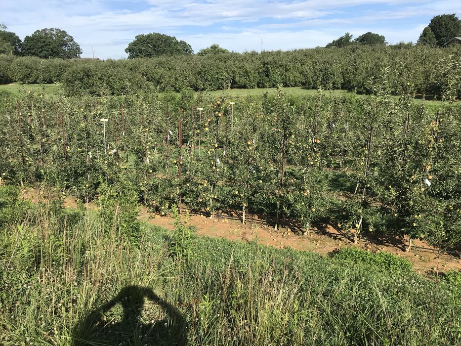 Henderson County Apple Variety Block