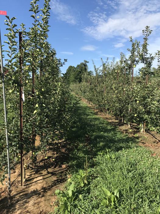 Apple trees