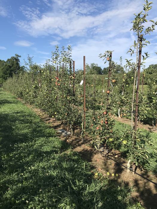 Apple trees