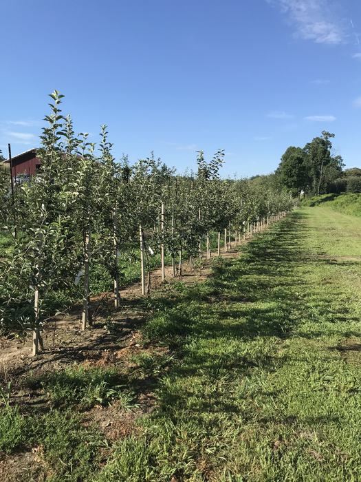 Apple trees