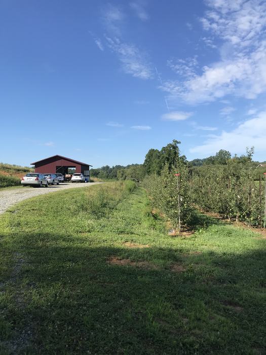 Apple trees