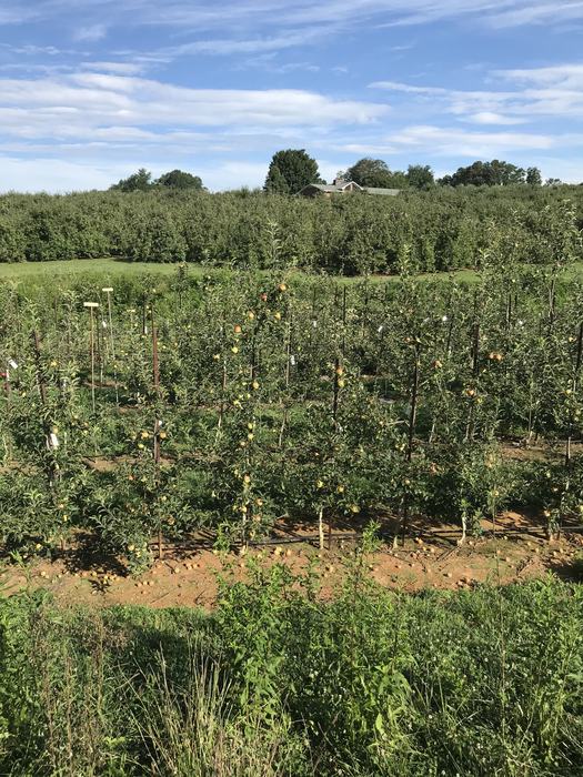 Apple trees