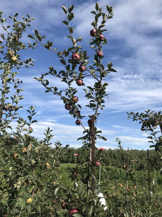 Apples