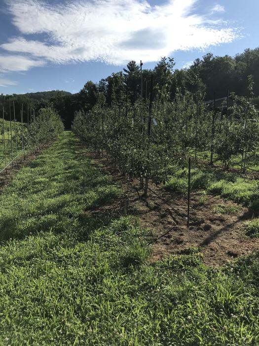 Apple trees
