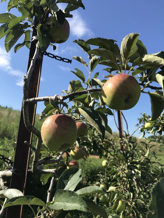 Apples