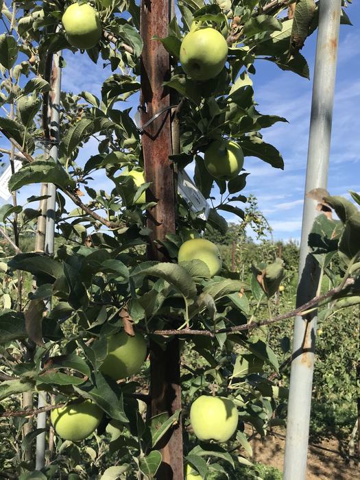 Apples