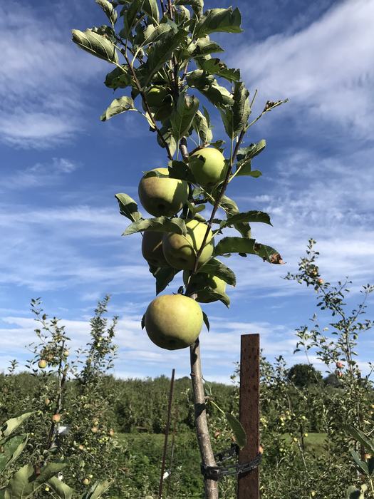 Apples