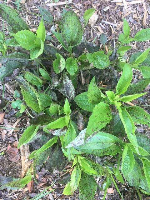 bacterial leaf spot on Black Eyed Susan