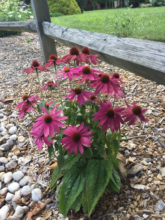echinacea