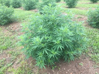 Mature cannabis plants growing in spaced rows in a grassy field