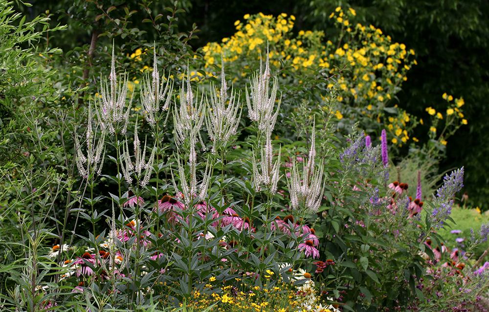 Mixed perennial flowerbed with tall white Veronicastrum, pink coneflowers and yellow blooms