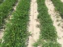 Peanut field