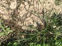 Grass weeds