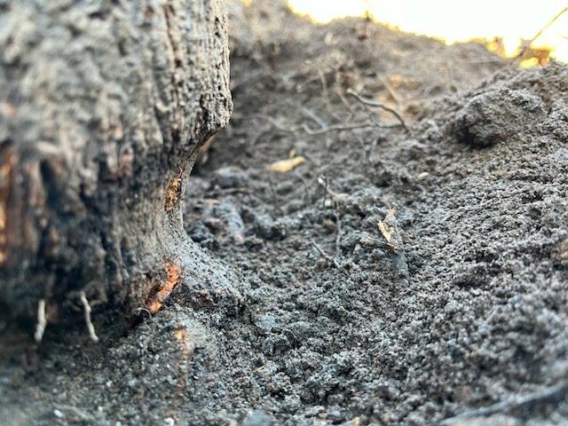 tree planted too deep girdling root