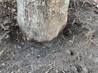 tree planted too deep girdling root