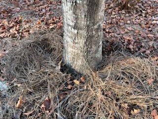 tree planted too deep girdling root