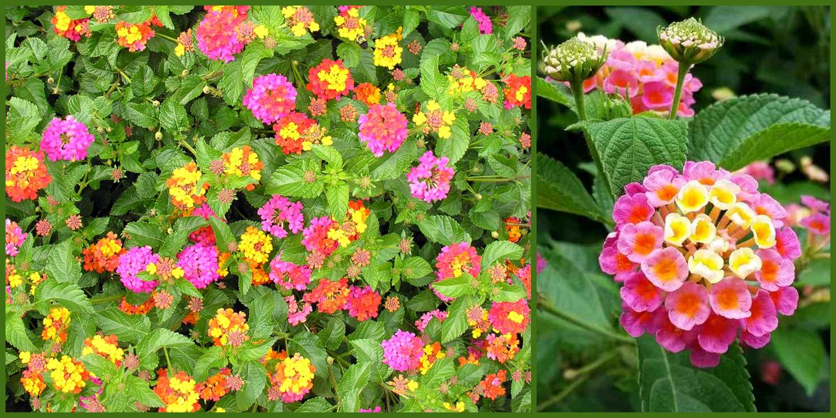 Lantana