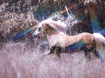 Horse running
