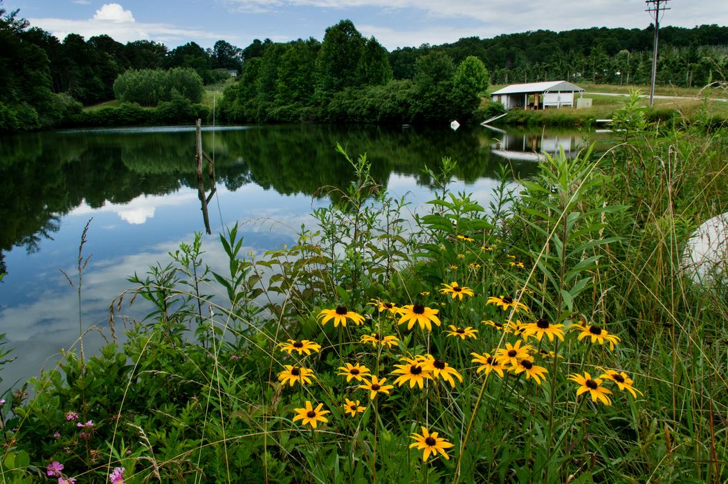 Irrigation pond at Mountain Horticultural Crops Research Station orchards